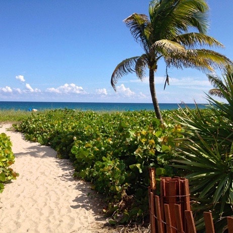 Delray beach view of sand, ocean and palm tree.