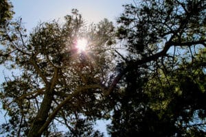 Trees in the sky, sun poking throuhg.