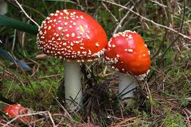 two red mushrooms growing in grass.