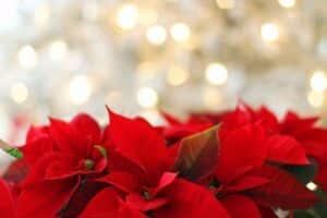Red poinsettia with glowy sparkle white background.