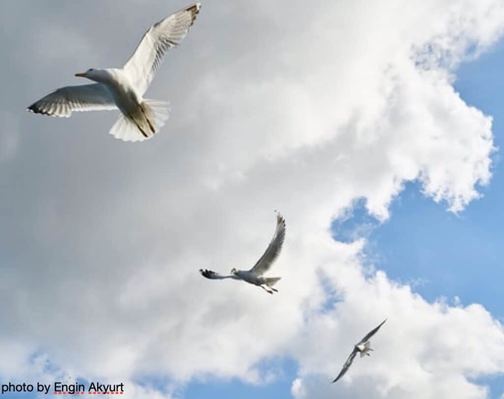 Clouds and blue sky with three seagulls.
