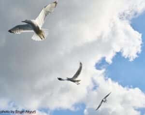 Clouds and blue sky with three seagulls.